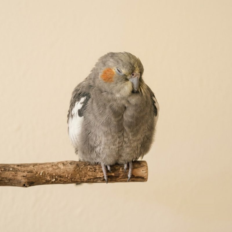 玄鳳鸚鵡長時間蓬羽縮成一團、縮頭半閉眼，需警覺的姿態
