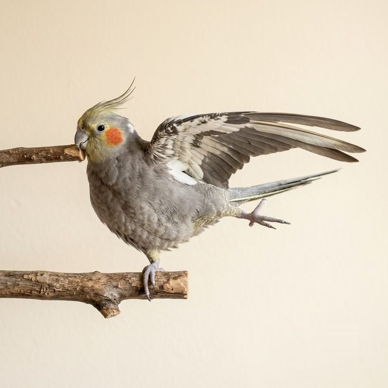 玄鳳鸚鵡單側翅膀與同側腳往後伸展、伸懶腰