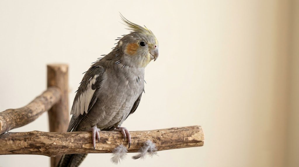 換羽中的玄鳳鸚鵡頭頸冒出針羽、棲木上有掉落的絨羽