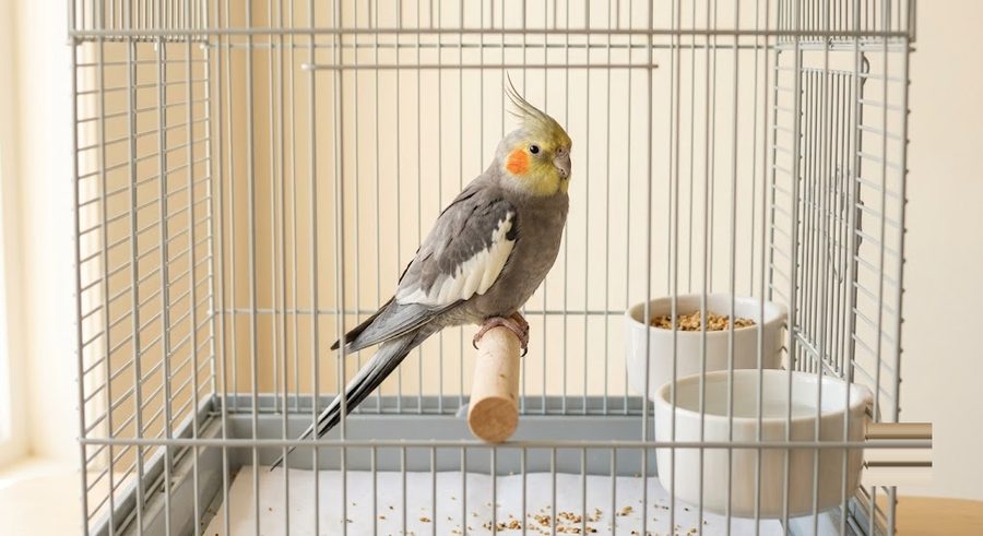 新到家的玄鳳鸚鵡安靜待在乾淨籠中，旁邊有食盆水盆