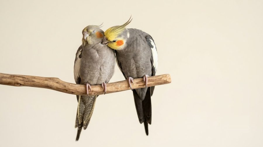 兩隻玄鳳鸚鵡在棲木上依偎、互相理毛