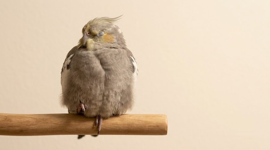 玄鳳鸚鵡在棲木上蓬鬆圓胖、閉眼安穩休息