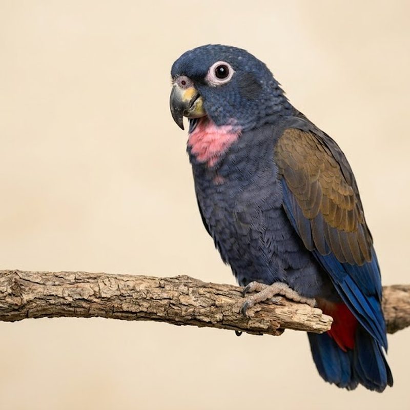 古銅翅鸚哥（派翁尼斯）（Bronze-winged Pionus）正面照