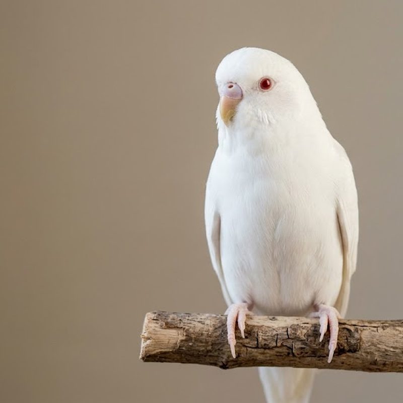 虎皮鸚鵡白化（Albino）品系