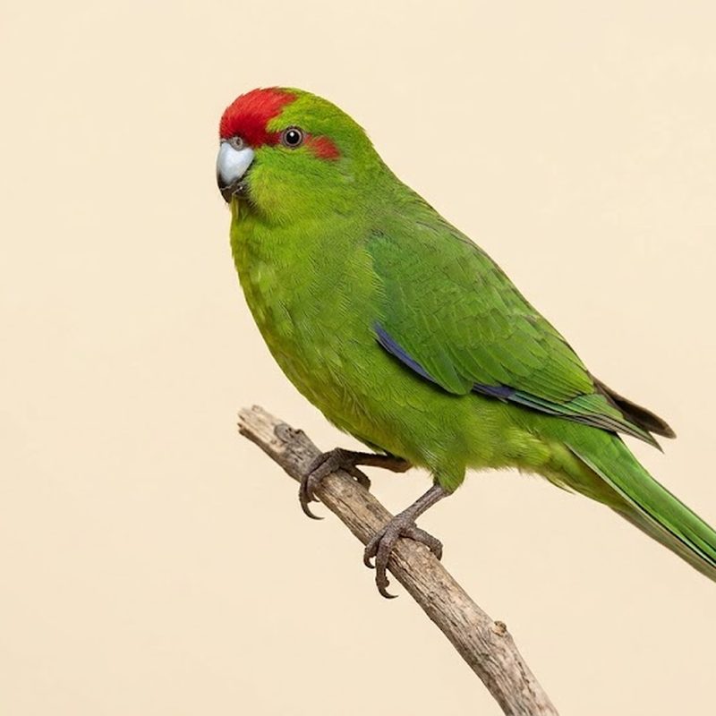 紅額鸚鵡（卡卡里基）（Red-crowned Kakariki）正面照