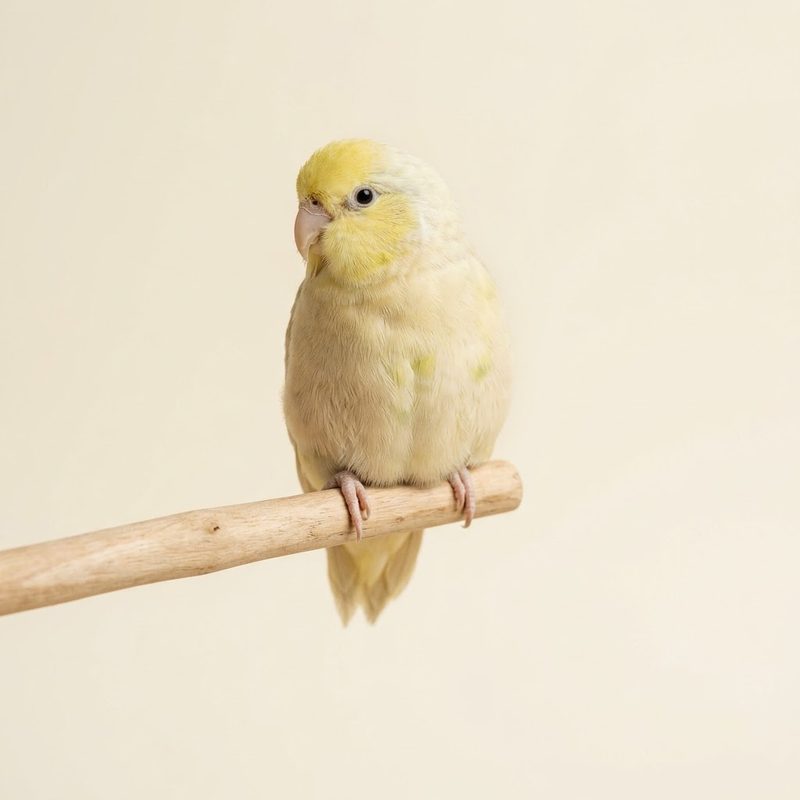 太平洋鸚鵡美國黃（American Yellow）品系